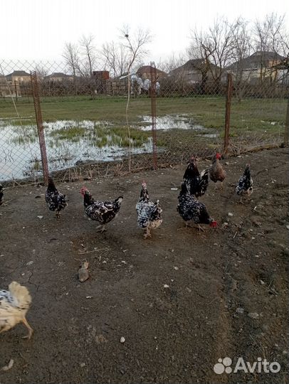 Цыплята суточные домашние