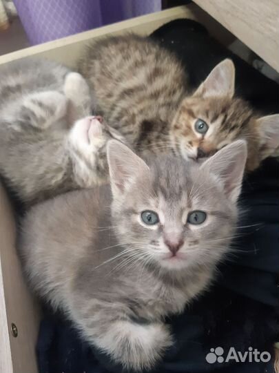 Котята в добрые руки приучены к лотку