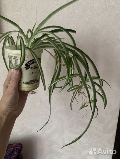 Хлорофитум Бони