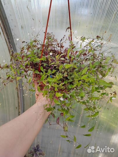 Коллизия, пеперомия