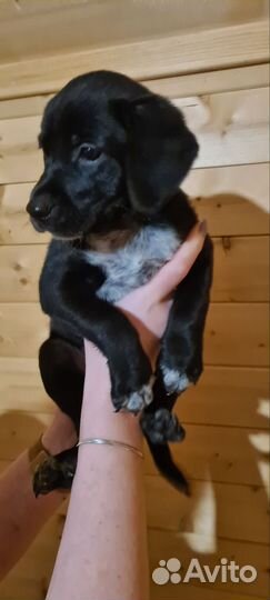 Щенки лабрадора в добрые руки