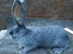 Кролик ризен фландер голубой