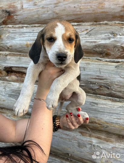 Щенки русской пегой гончей