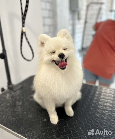 Стрижка собак Грумер