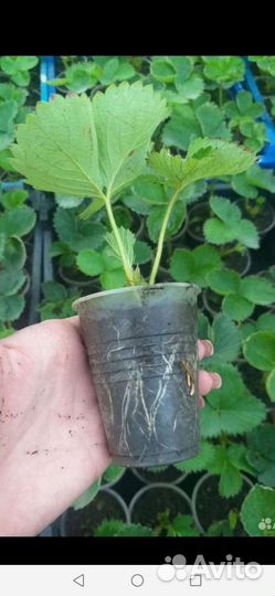 Усы Клери Азия рассада клубники