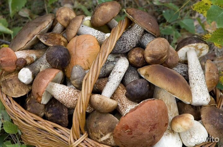 Сушеные грибы подберезовики и белые