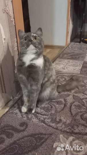 Британская кошка бесплатно