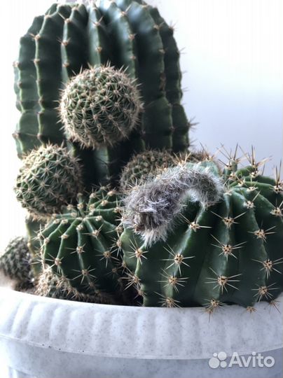Эхинопсис кактус
