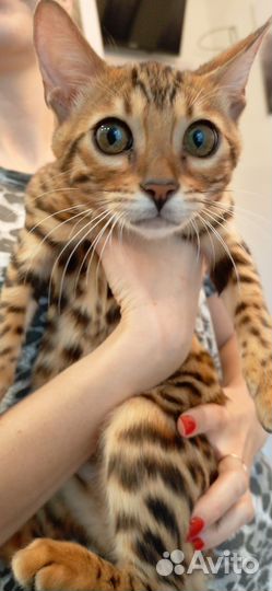 Бенгальские котята