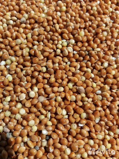 Просо красное