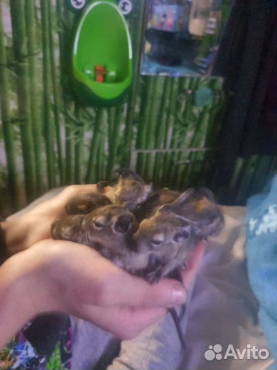 Чилийская белка дегу