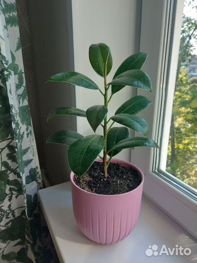 Фикус каучуконосный