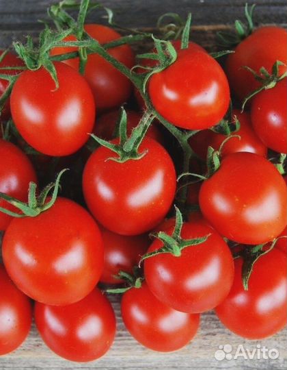 Томат Яблонька России (уд) 20 шт цв п