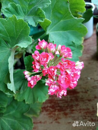 Герань белая, вишнёвая