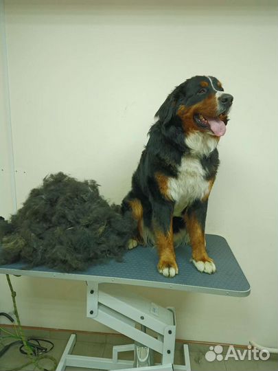 Стрижка собак и кошек