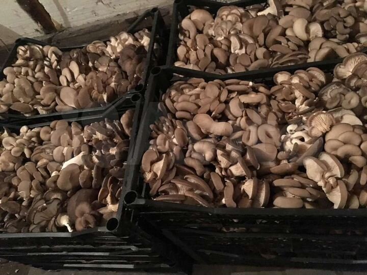 Участок 36 сот. (СНТ, ДНП)