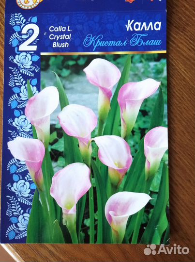 Каллы садовые