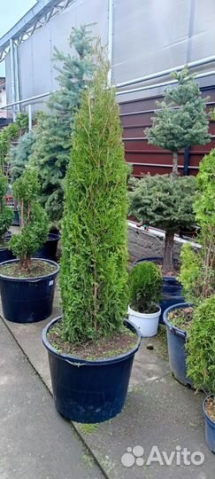 Туи смарагд, колумна