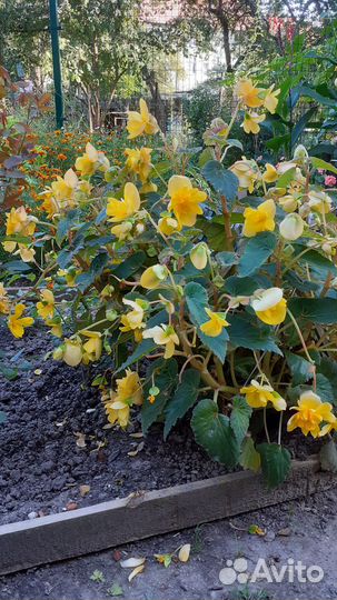 Продам клубень уличной бегонии Pendula Yellow