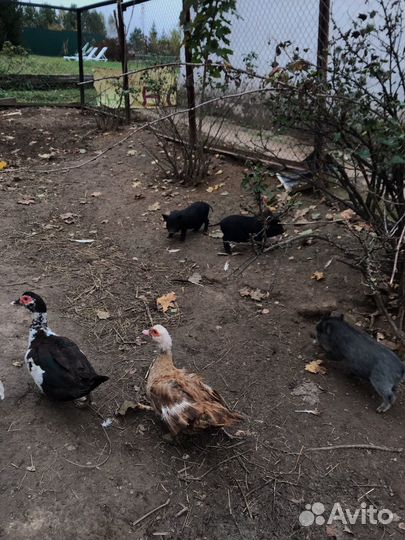 Вьетнамские поросята