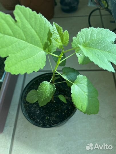 Рассада Инжир