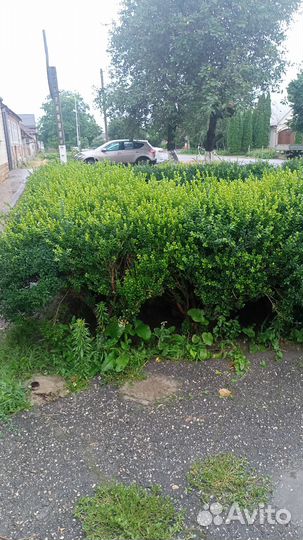 Продаются кусты самшита 30 штук