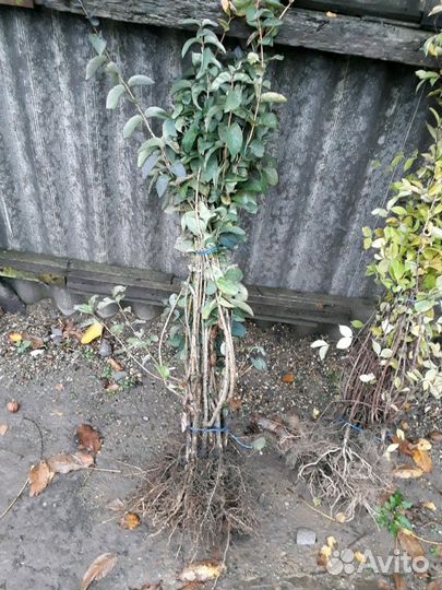 Саженцы малины,ежевики,жасмин,жимолость