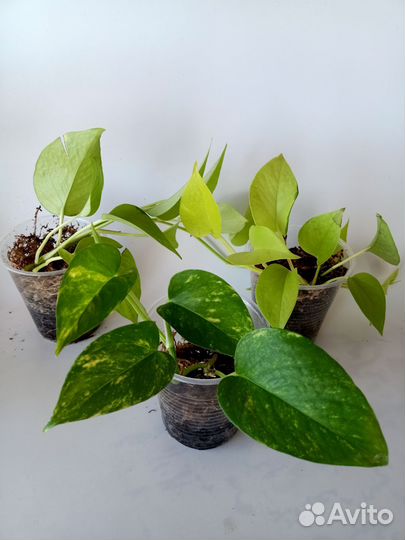 Комнатные растения