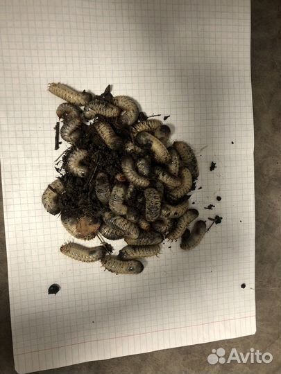 Продам личинки жука,червя