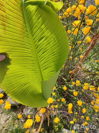 Банановая пальма