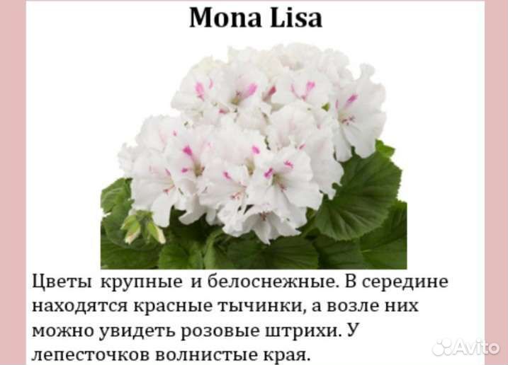 Королевская пеларгония