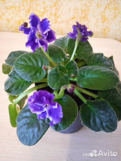 Сортовые фиалки