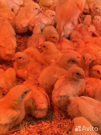 Цыплята броллера подрощенные