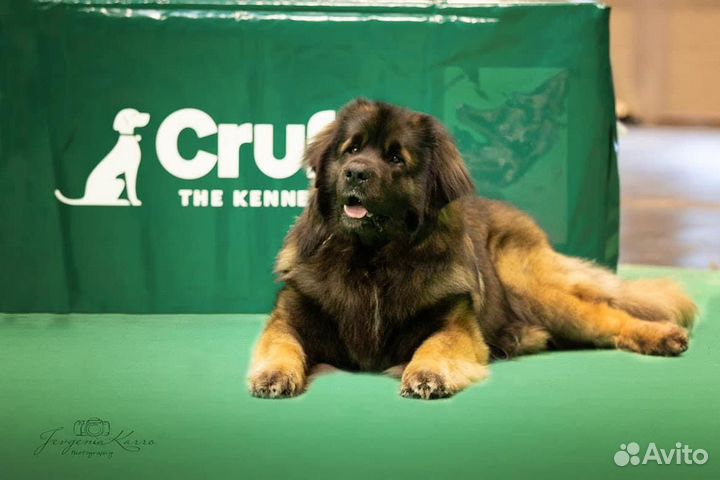 Щенки леонбергер