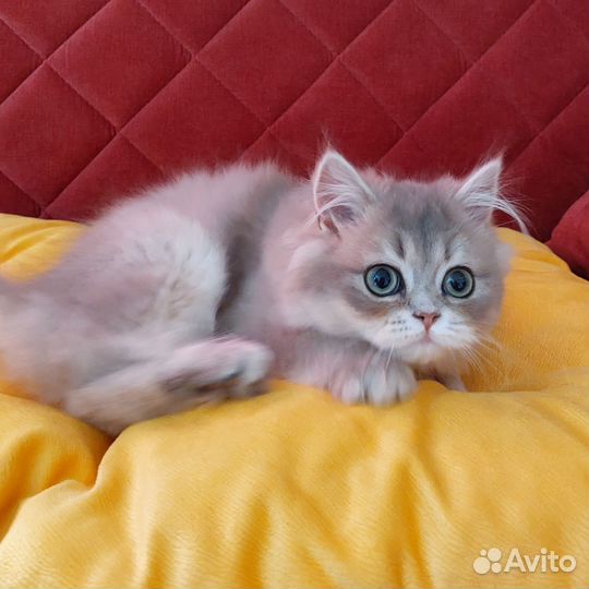 Шотландская прямоухая девочка