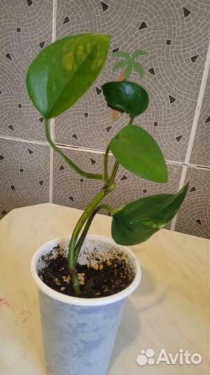 Эпипремнум