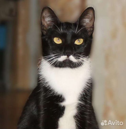 Кошка Пуарошка в добрые руки