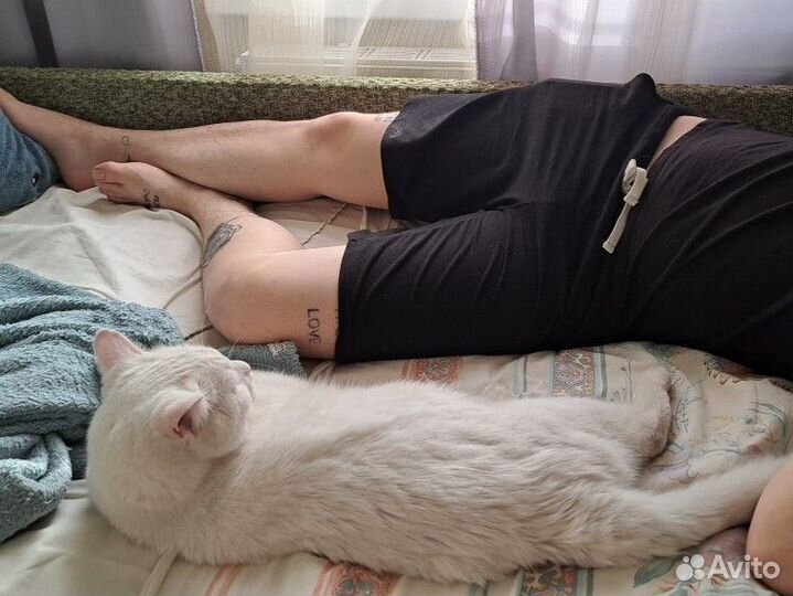 Кот ищет дом