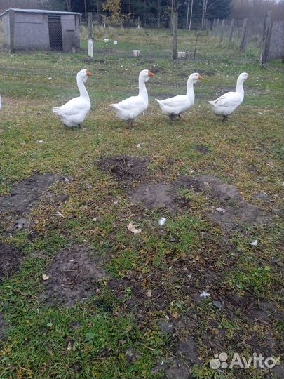 Холмогорские гуси
