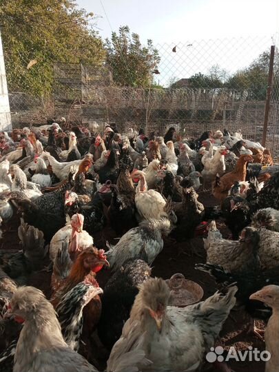 Молодые петухи