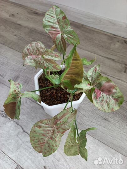 Сингониум Dazzle color