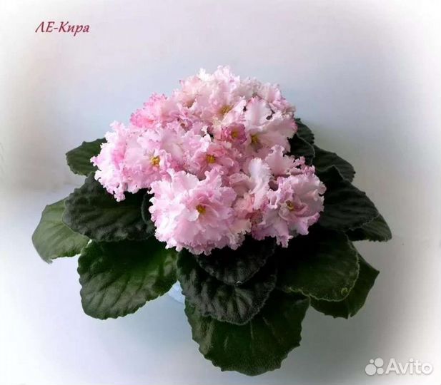 Фиалки сортовые разные,роза садовая