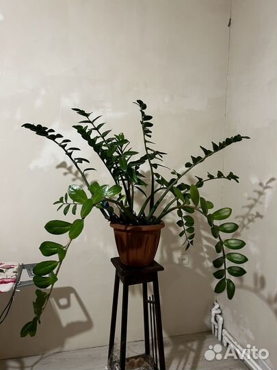 Замиокулькас