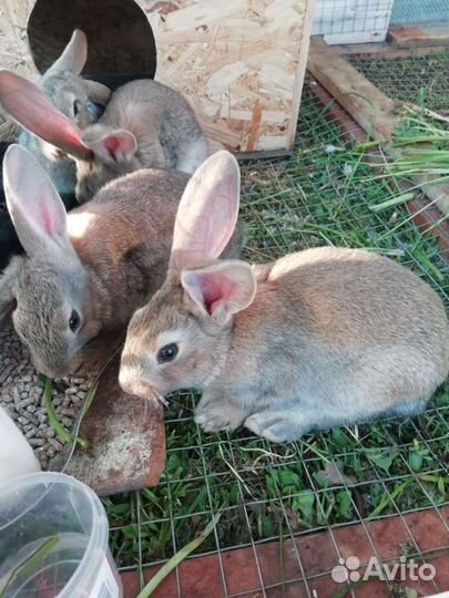 Кролики мясных пород, молодые петушки