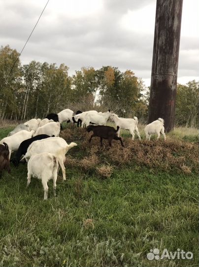 Козы козлята