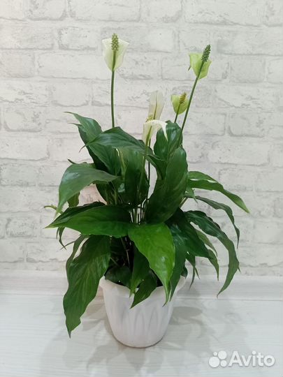 Спатифиллум 