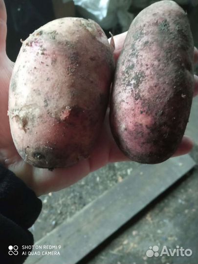 Продам картофель с доставкой