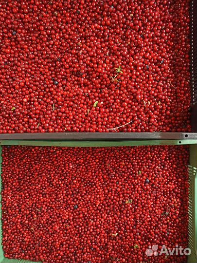 Брусника свежая оптом