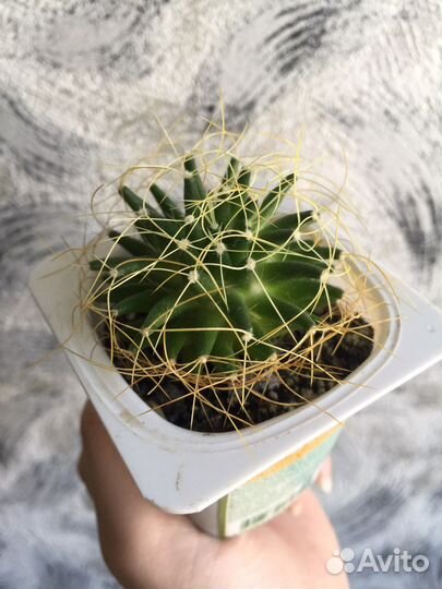 Кактус Маммиллярия камптотриха