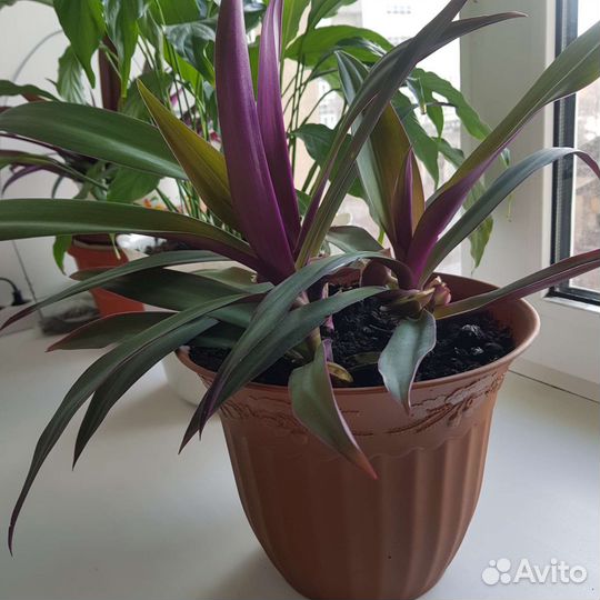 Рео разноцветное